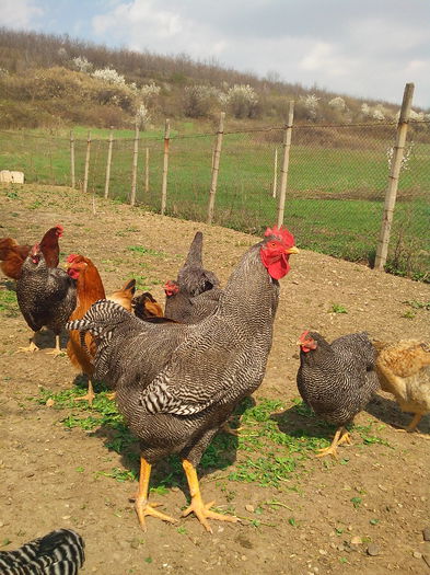 IMG_20140329_135149 - Poze Gaini plymouth rhode island