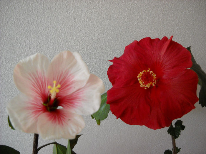 Duett - HIBISCUS- 2014