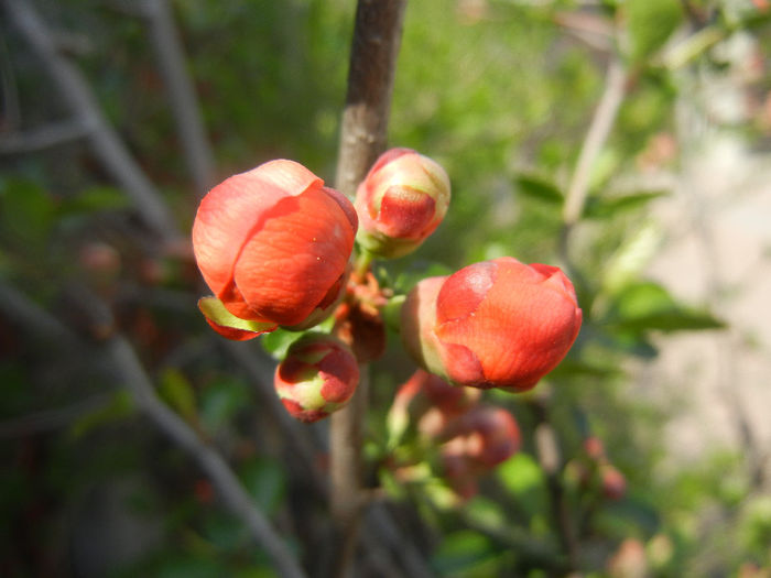 Chaenomeles japonica (2014, April 01) - Chaenomeles japonica