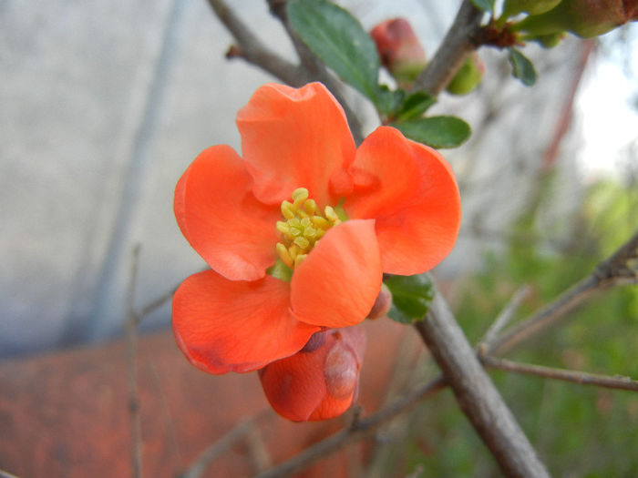 Chaenomeles japonica (2014, April 01) - Chaenomeles japonica