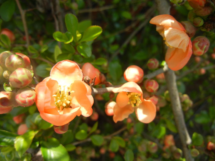 Chaenomeles japonica (2014, April 01) - Chaenomeles japonica