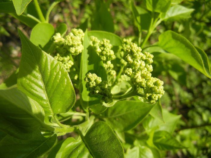 White Lilac Tree (2014, March 30) White Lilac Tree (2014, March 30)