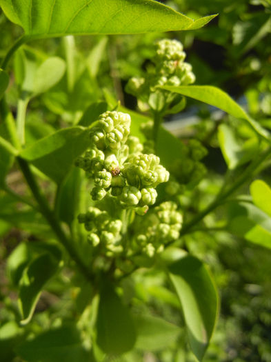 White Lilac Tree (2014, March 30) White Lilac Tree (2014, March 30)