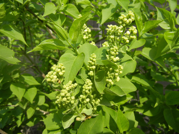 White Lilac Tree (2014, April 01) White Lilac Tree (2014, April 01)