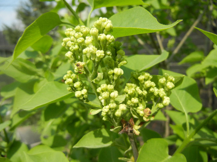 White Lilac Tree (2014, April 01) White Lilac Tree (2014, April 01)