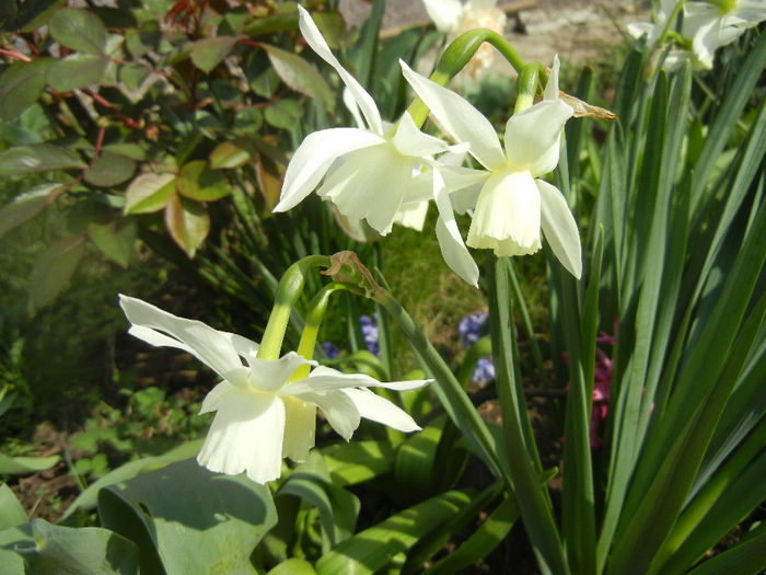Narcissus Thalia (2014, April 01)