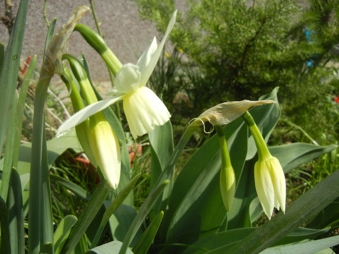 Narcissus Thalia (2014, April 01)