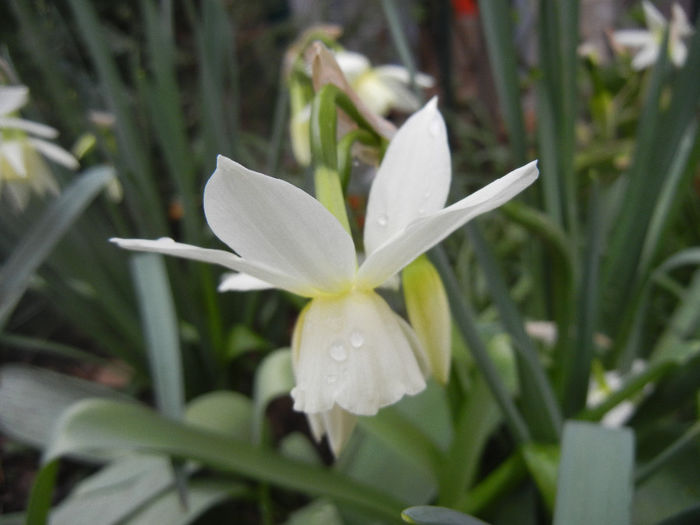 Narcissus Thalia (2014, April 01)