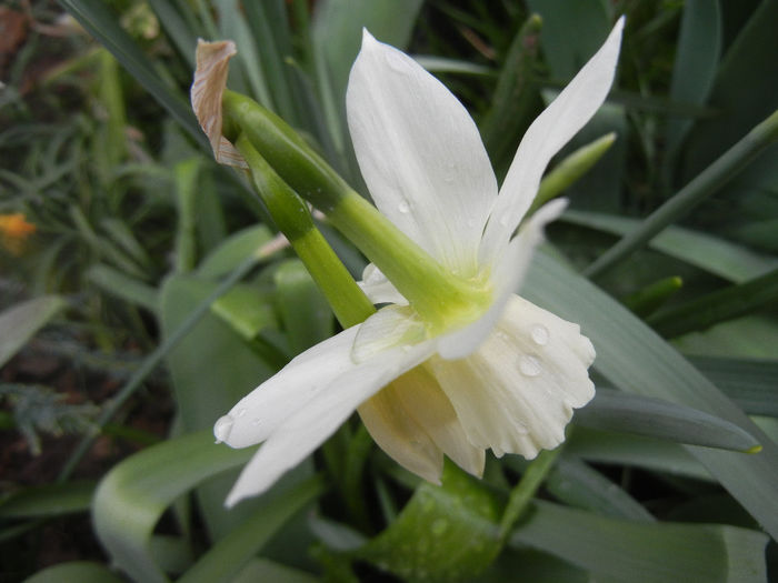 Narcissus Thalia (2014, April 01)