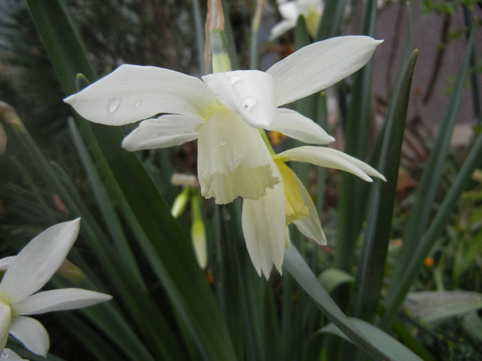 Narcissus Thalia (2014, April 01)