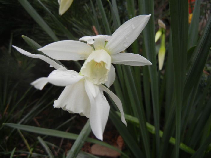 Narcissus Thalia (2014, April 01)