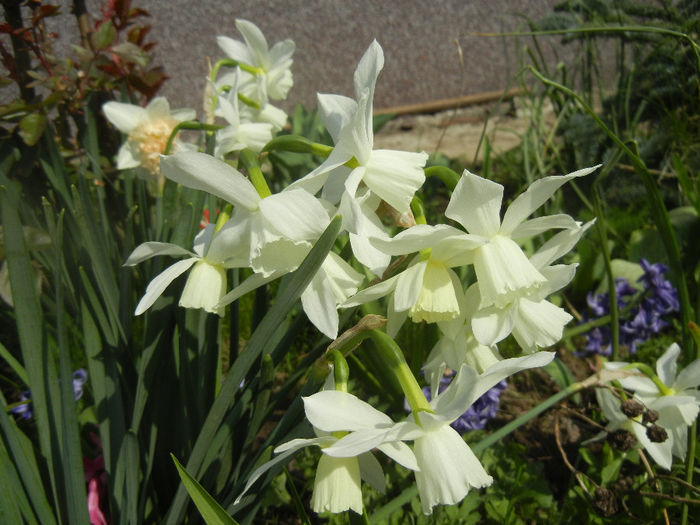 Narcissus Thalia (2014, April 01)