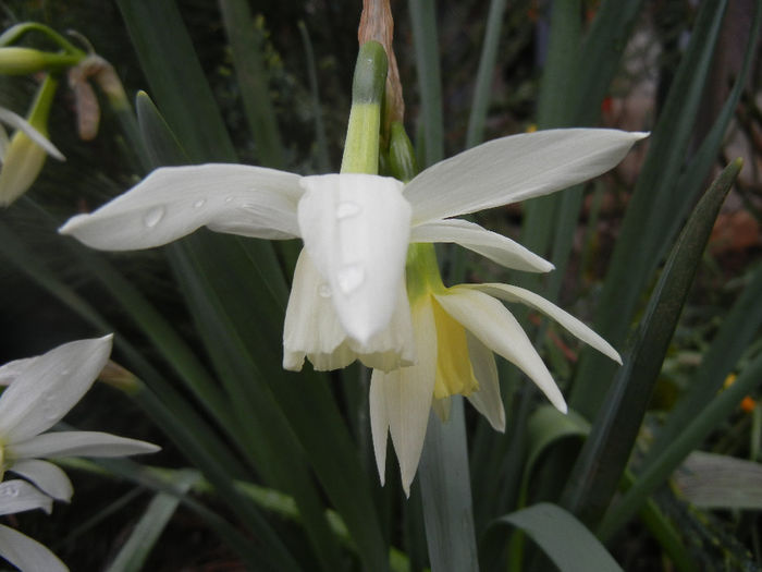 Narcissus Thalia (2014, April 01)