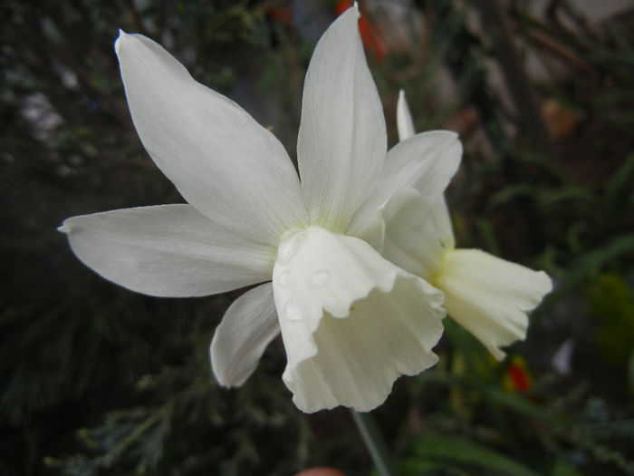 Narcissus Thalia (2014, April 01)