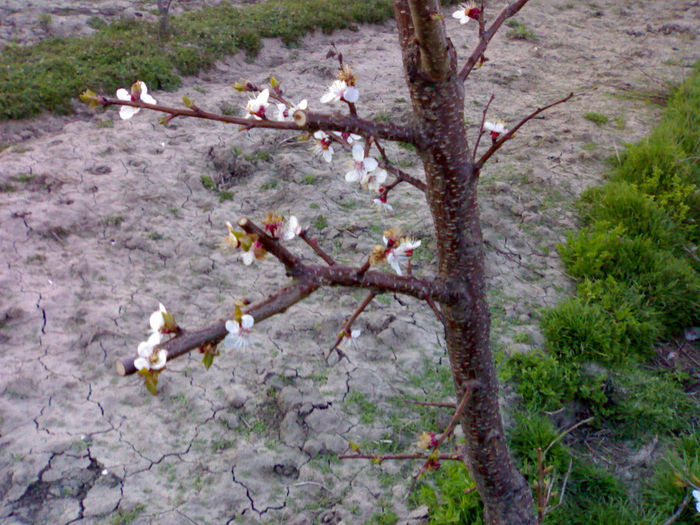 030420142028 - Taieri la Cais