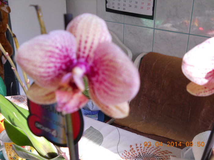 Orhidee - APRILIE 2014