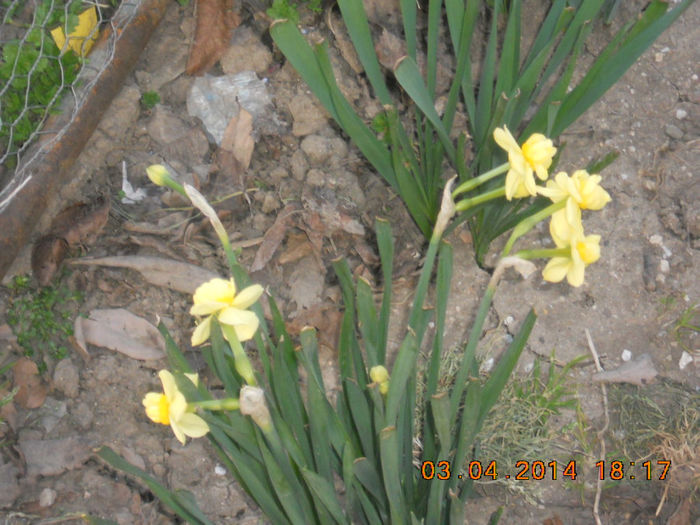 DSCN2558 - flori de primavara
