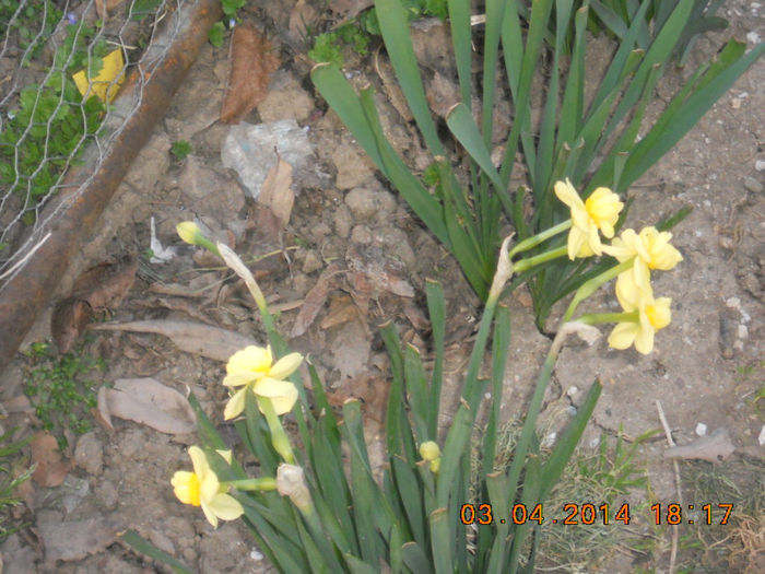 DSCN2559 - flori de primavara