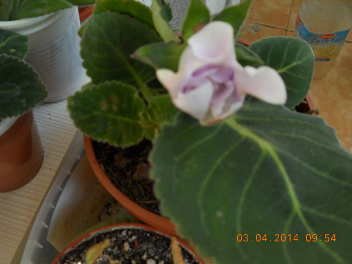 Gloxinia - APRILIE 2014