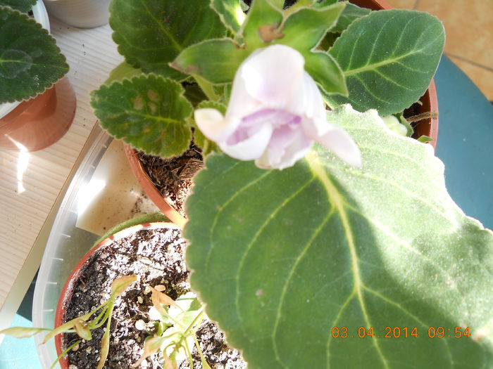 Gloxinia - APRILIE 2014