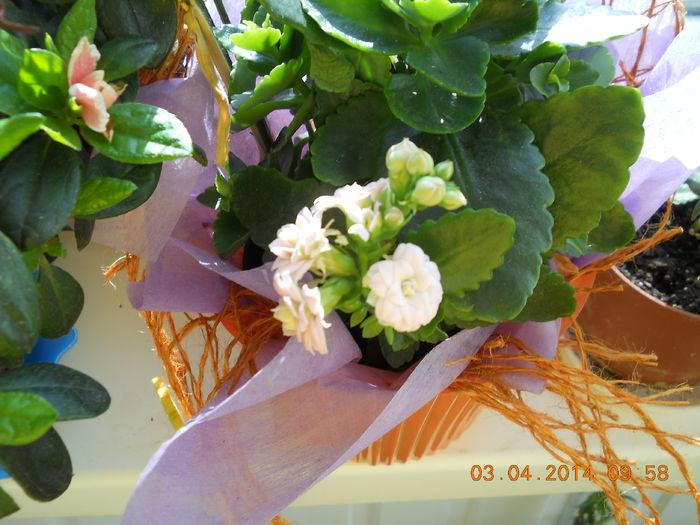 Kalanchoe - APRILIE 2014