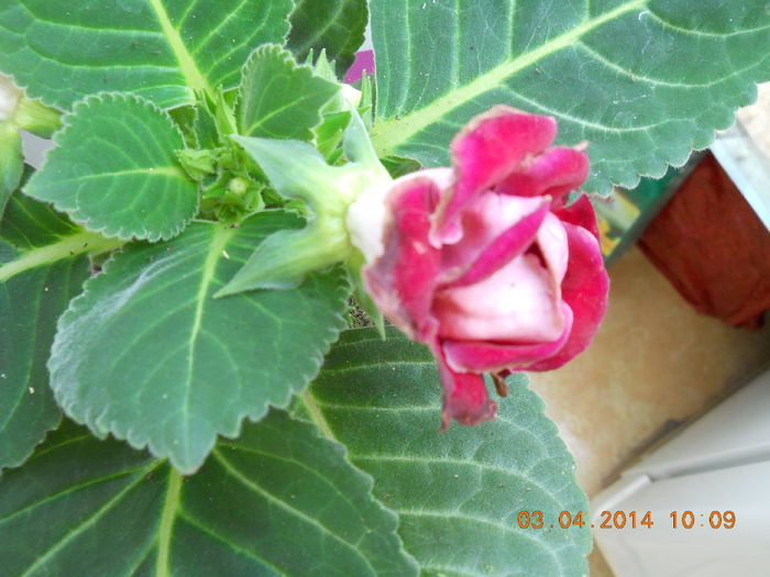 037 - APRILIE 2014