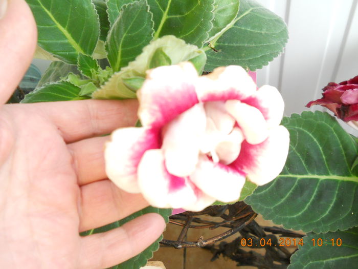 Gloxinia - APRILIE 2014