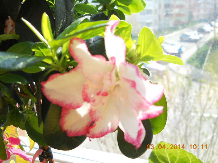 045 - APRILIE 2014