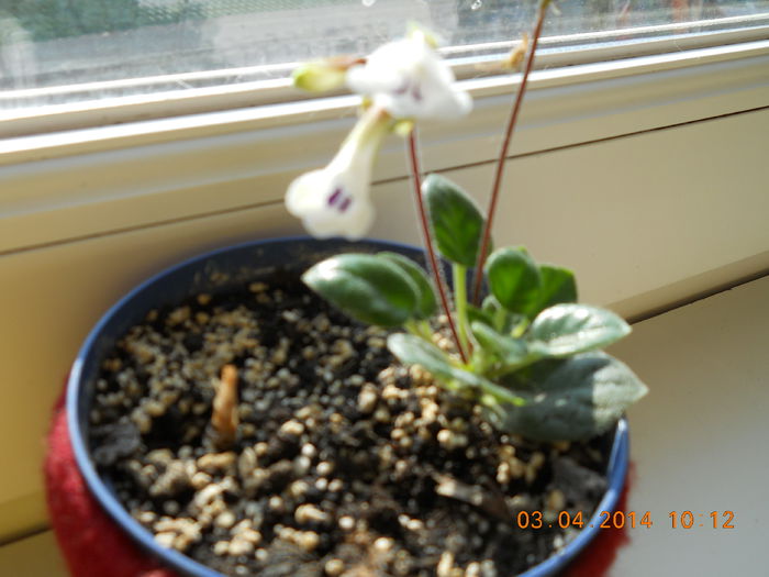 Chirita Tamiana - APRILIE 2014