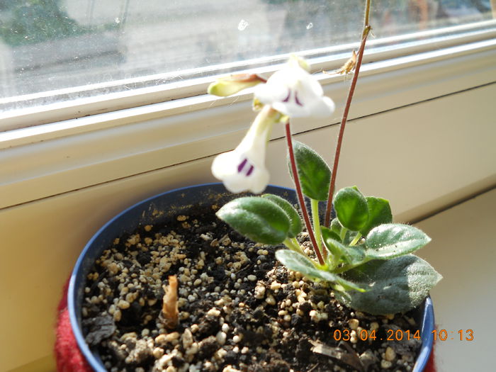 054 - APRILIE 2014