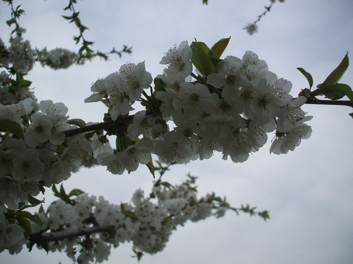 DSCF9222 - Gradina 2014