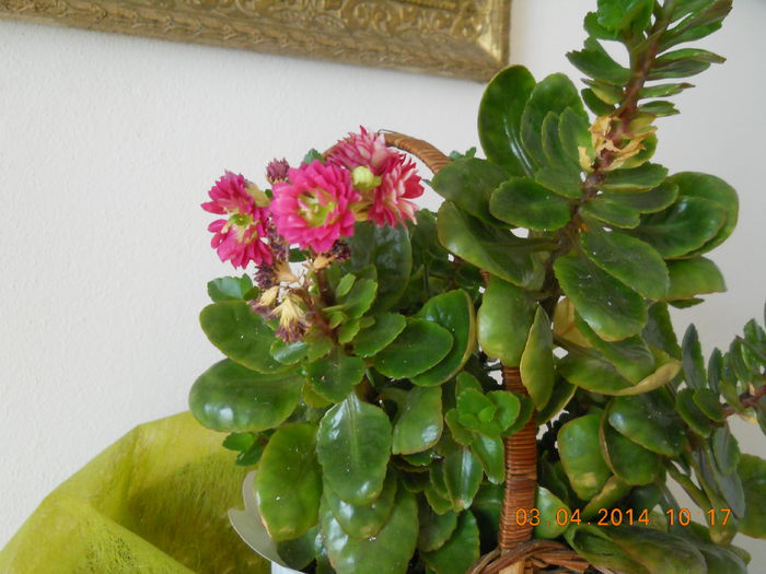 Kalanchoe - APRILIE 2014