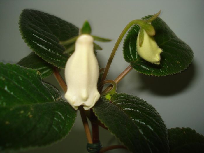Eumorpha