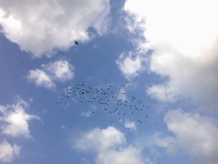 945445_226595574175969_823428153_n