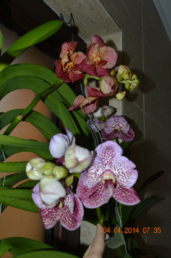 DSC_0016 - Vanda