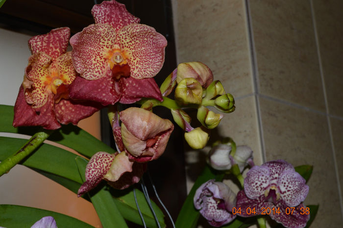 DSC_0018 - Vanda