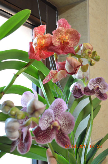 DSC_0020 - Vanda