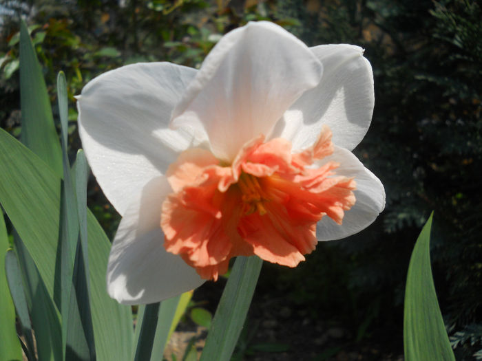 DSCN1019_008