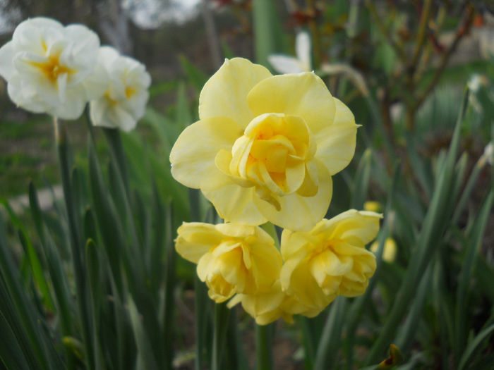 DSCN1036_025