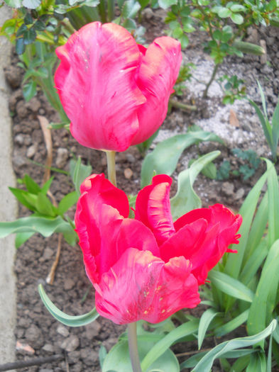 DSCN1039_028