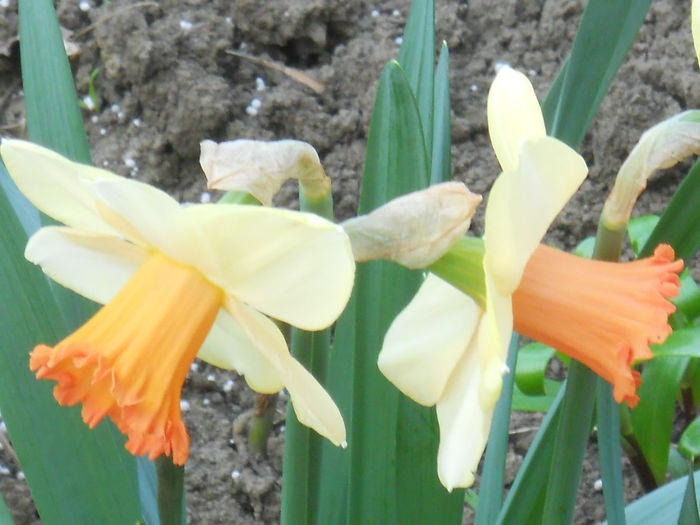 DSCN1041_030