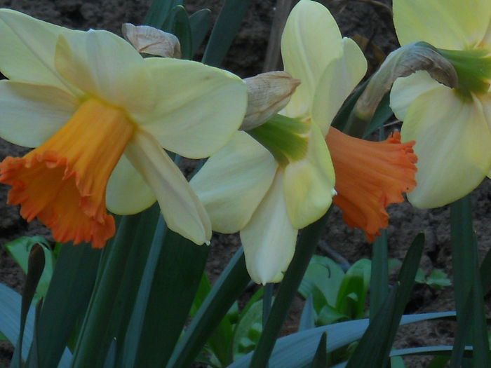 DSCN1042_031