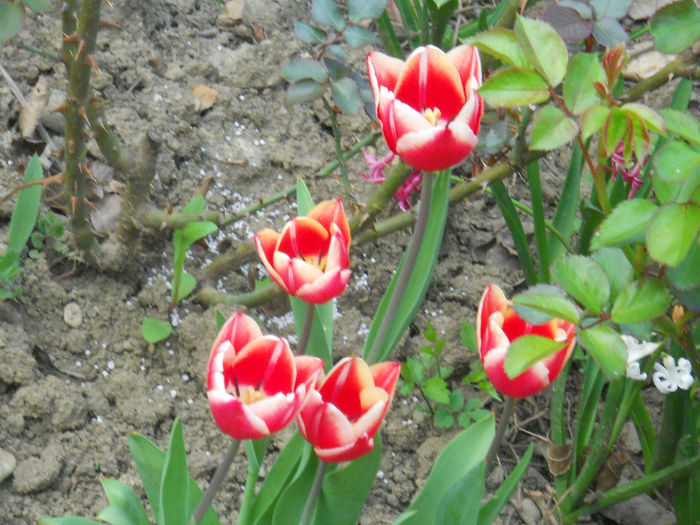 DSCN1050_039