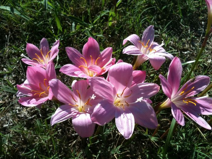 IMG_1457 - Cumpar Zephyranthes grandiflora