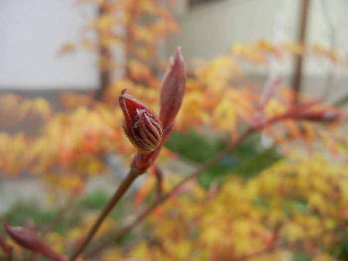 Acer palmatum Bloodgood (2014, April 01) - Acer palmatum Bloodgood
