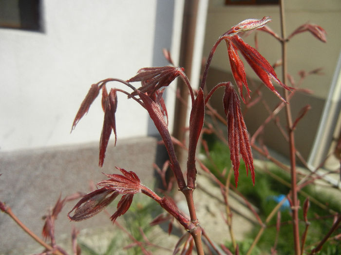 Acer palmatum Bloodgood (2014, Apr.01) - Acer palmatum Bloodgood