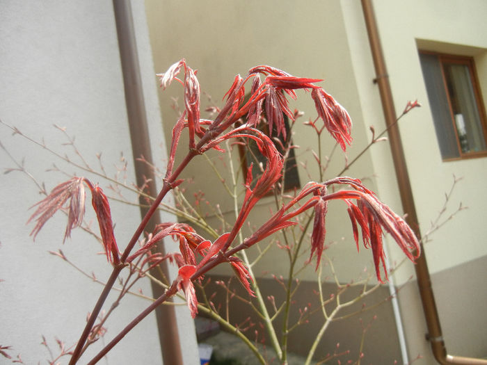 Acer palmatum Bloodgood (2014, Apr.03) - Acer palmatum Bloodgood