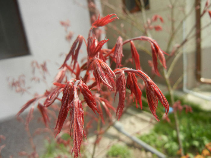Acer palmatum Bloodgood (2014, Apr.03) - Acer palmatum Bloodgood