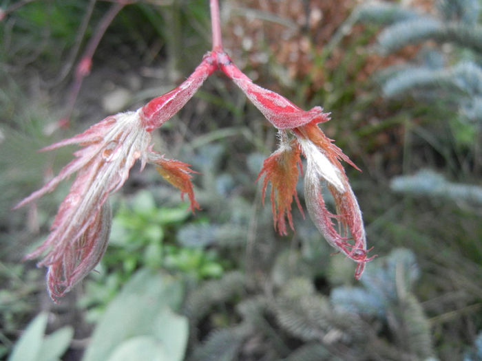 Acer palmatum Ariadne (2014, April 01) - Acer palmatum Ariadne