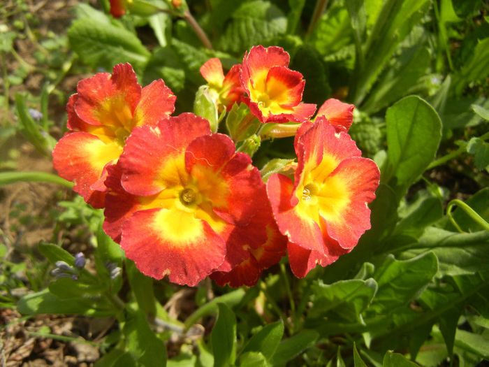 Primula polyanthus Red (2014, April 01) - Primula polyanthus Red